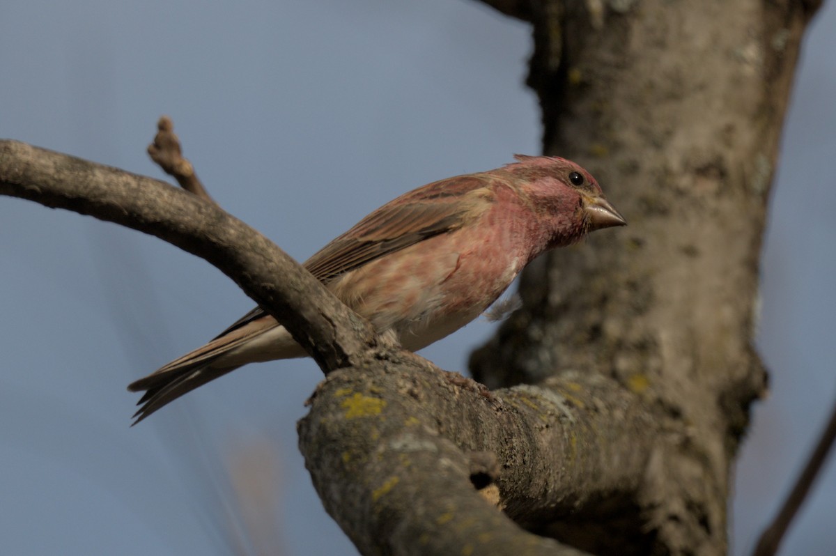 Camachuelo Purpúreo - ML644948771