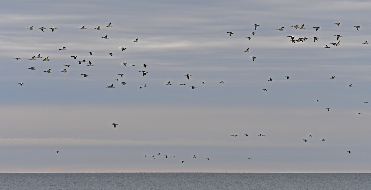 Red-breasted Merganser - ML644948784