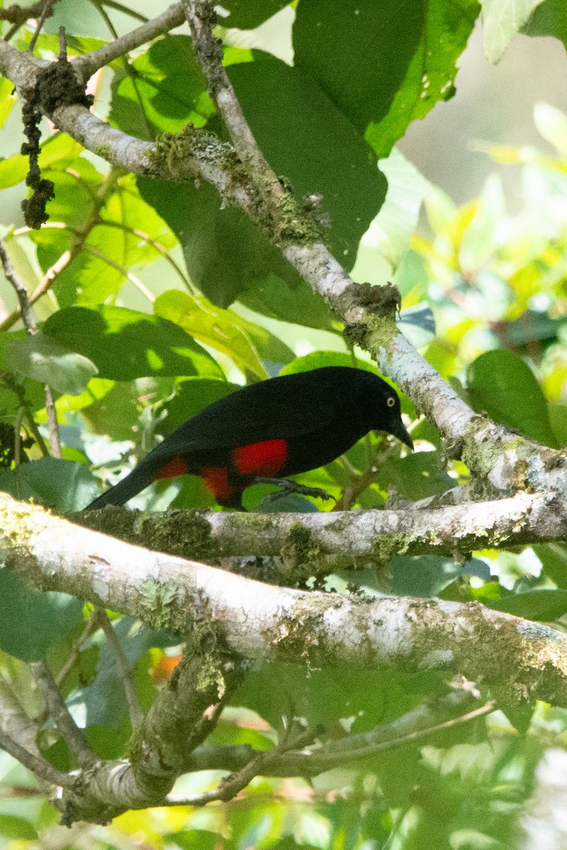 Red-bellied Grackle - ML644948787