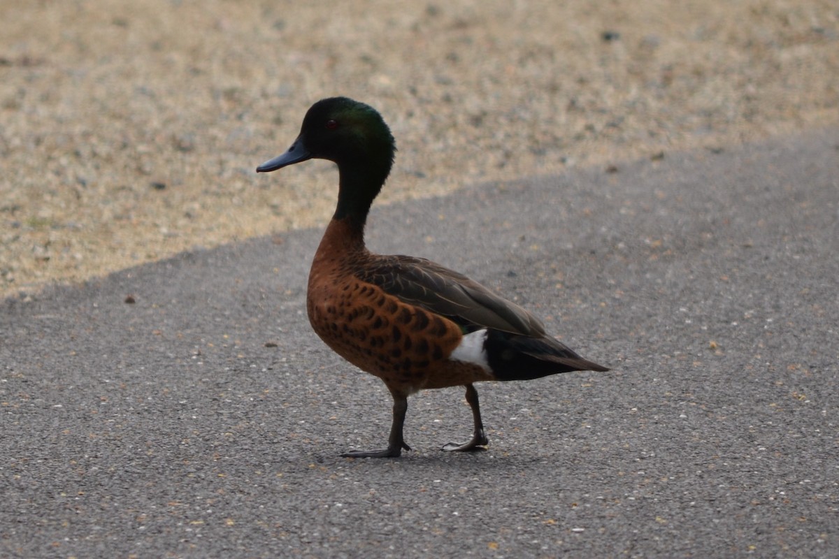 Chestnut Teal - ML644948802