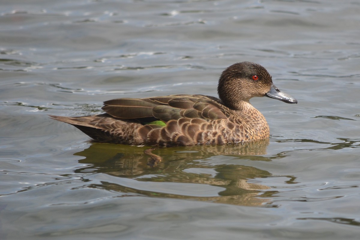 Chestnut Teal - ML644948807