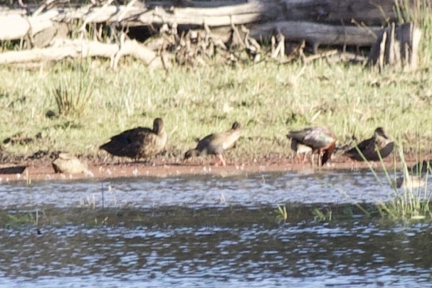 Black-tailed Nativehen - ML644948810