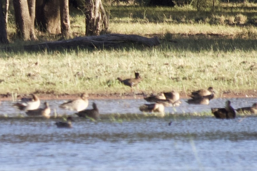 Black-tailed Nativehen - ML644948811