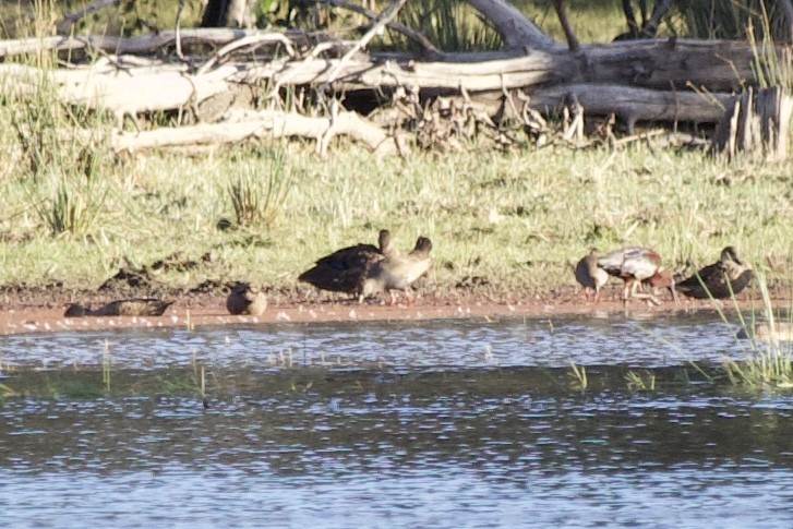 Black-tailed Nativehen - ML644948812