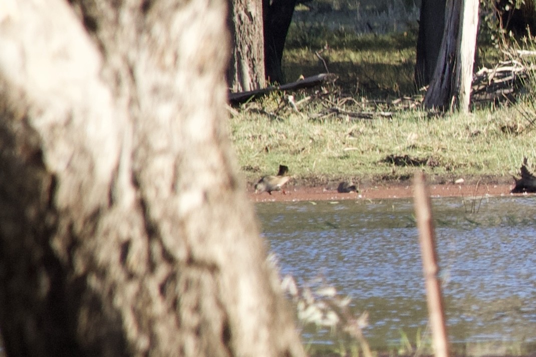 Black-tailed Nativehen - ML644948813