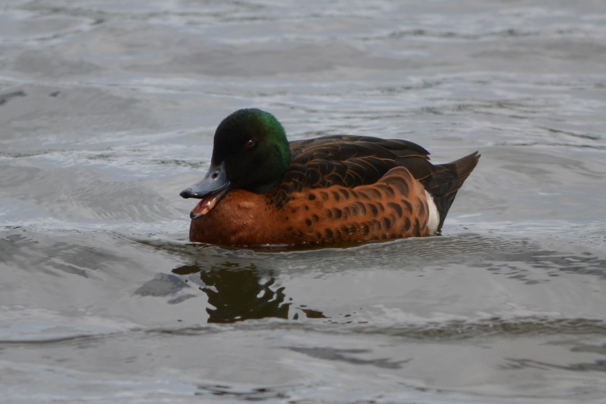 Chestnut Teal - ML644948817