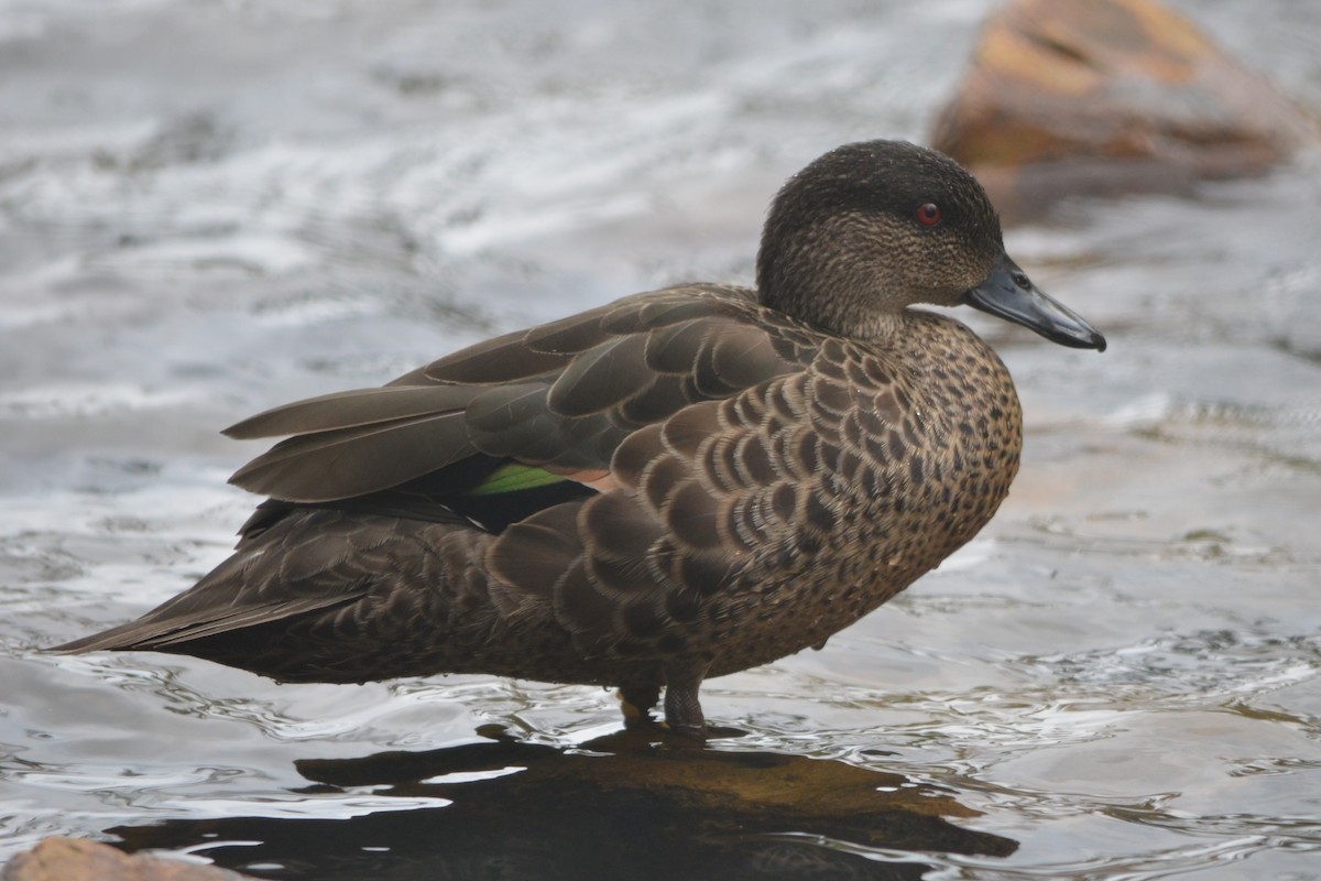 Chestnut Teal - ML644948825