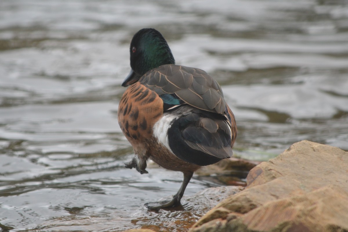 Chestnut Teal - ML644948829
