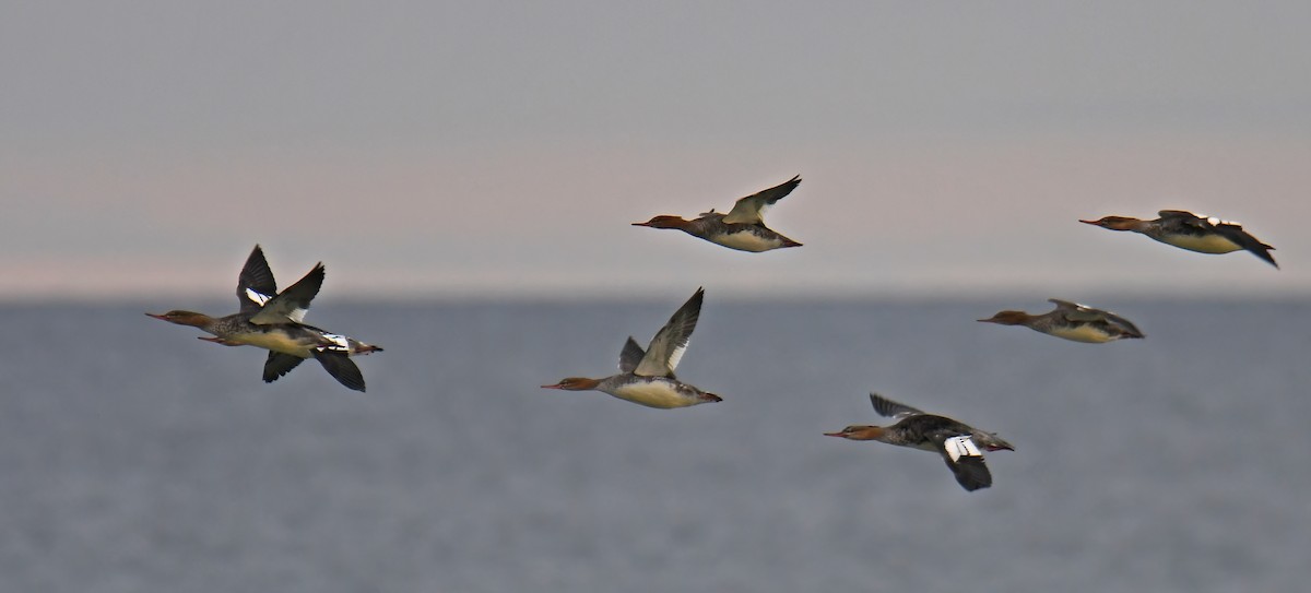 Red-breasted Merganser - ML644948839