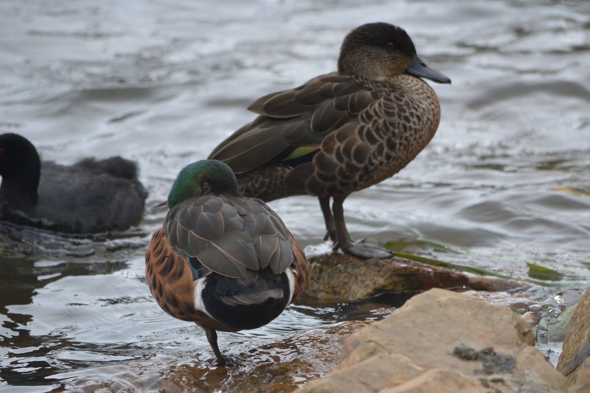 Chestnut Teal - ML644948846