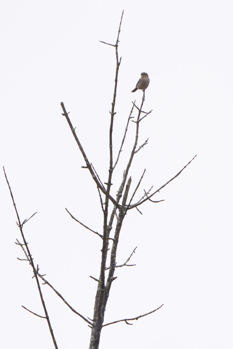 Northern Shrike - ML644948854