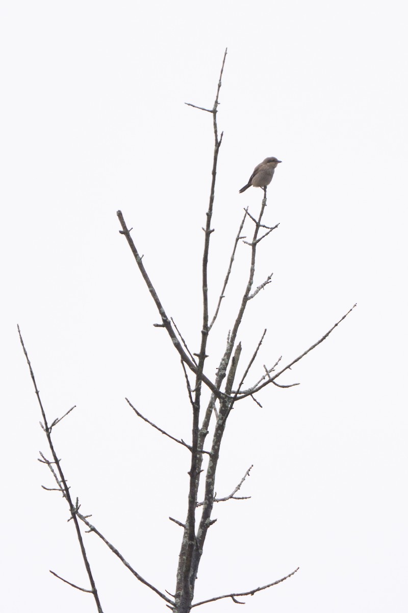 Northern Shrike - ML644948855
