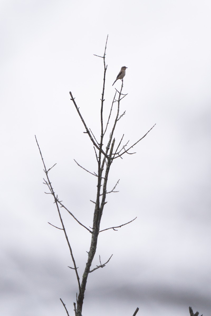 Northern Shrike - ML644948857