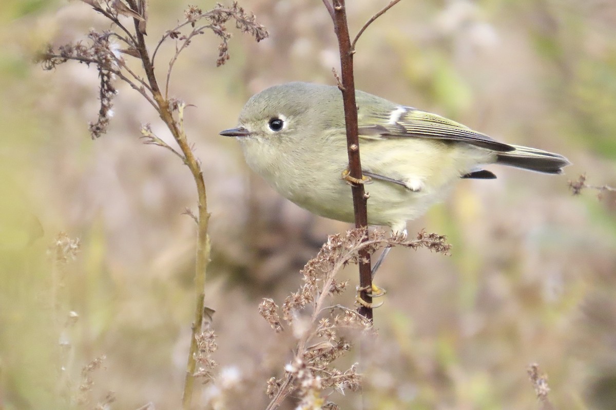 Ruby-crowned Kinglet - ML644948865