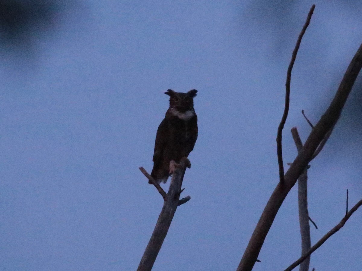 Great Horned Owl - ML644948872