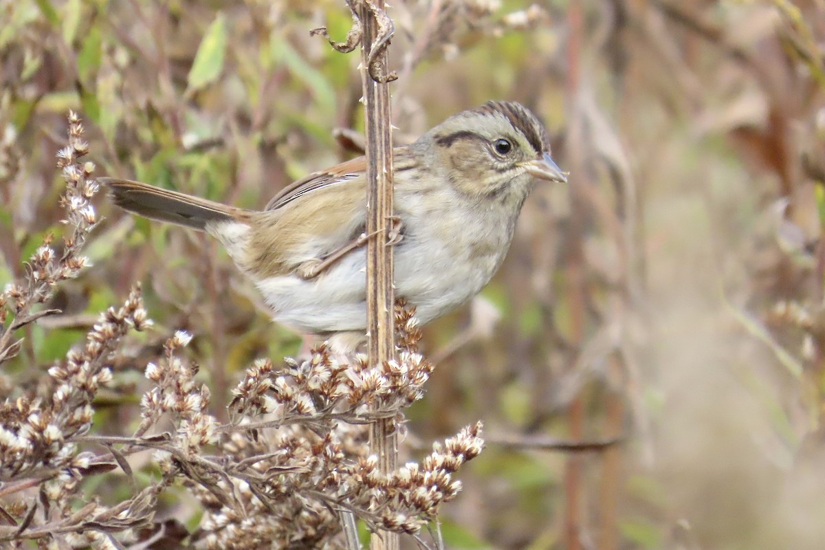 Swamp Sparrow - ML644948878