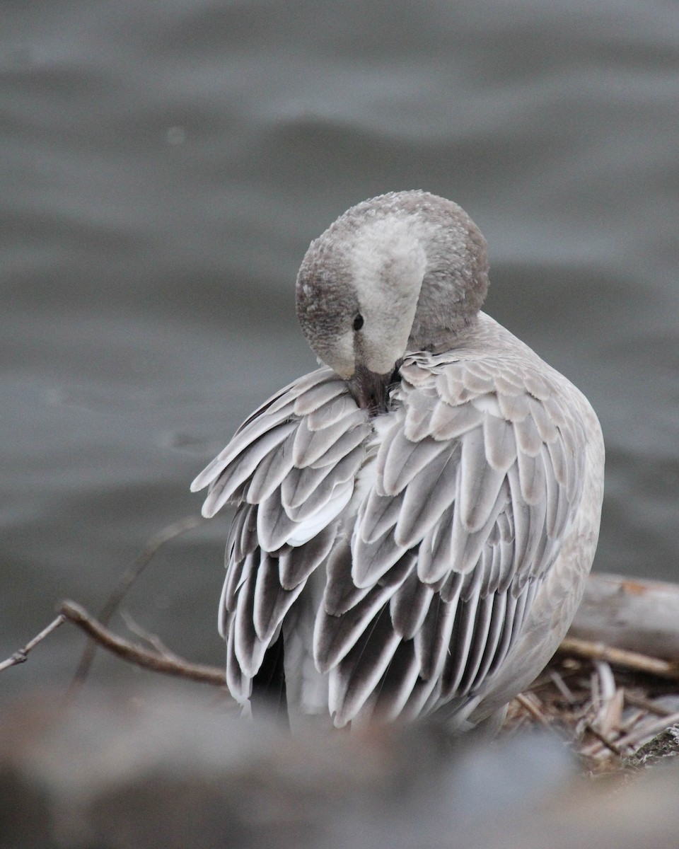 Snow Goose - ML644948882