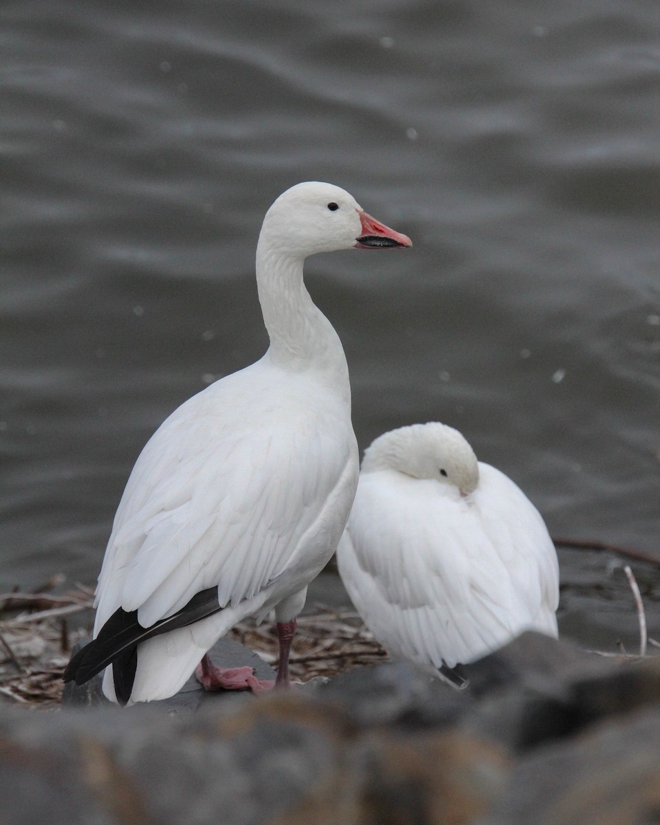 Snow Goose - ML644948883