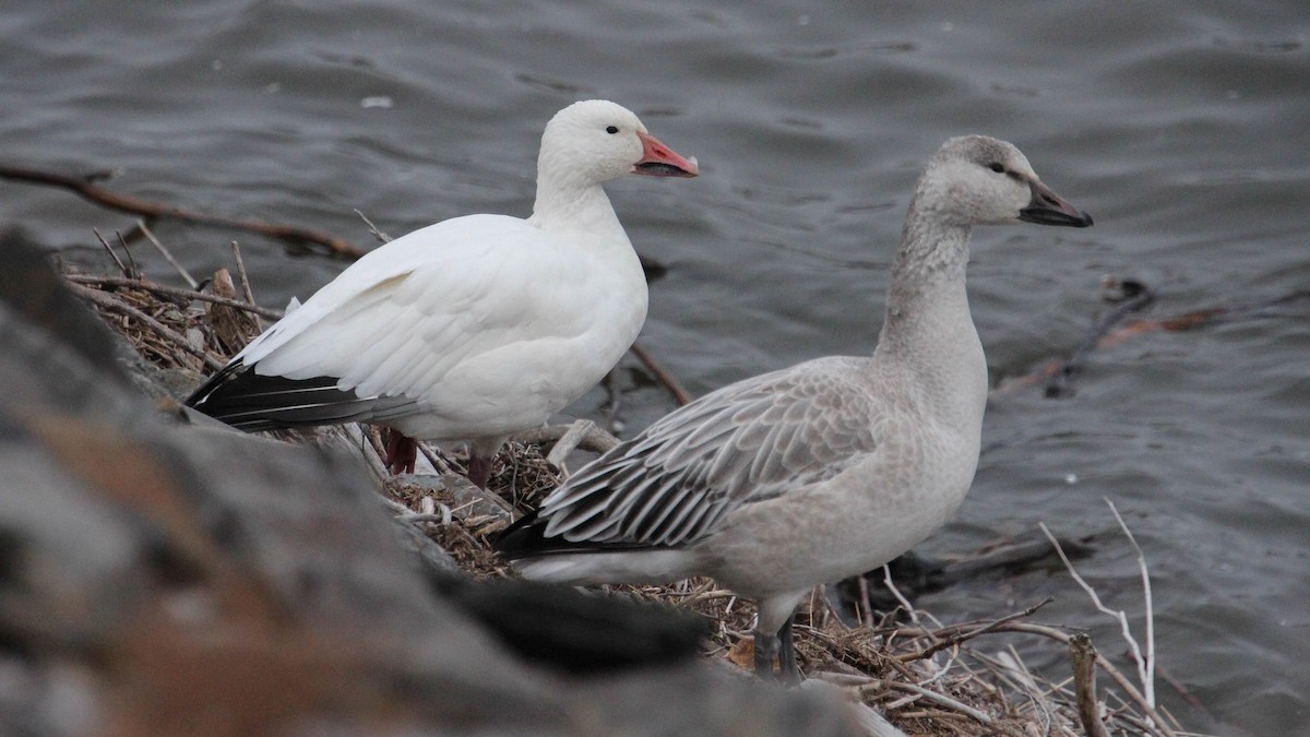 Snow Goose - ML644948884