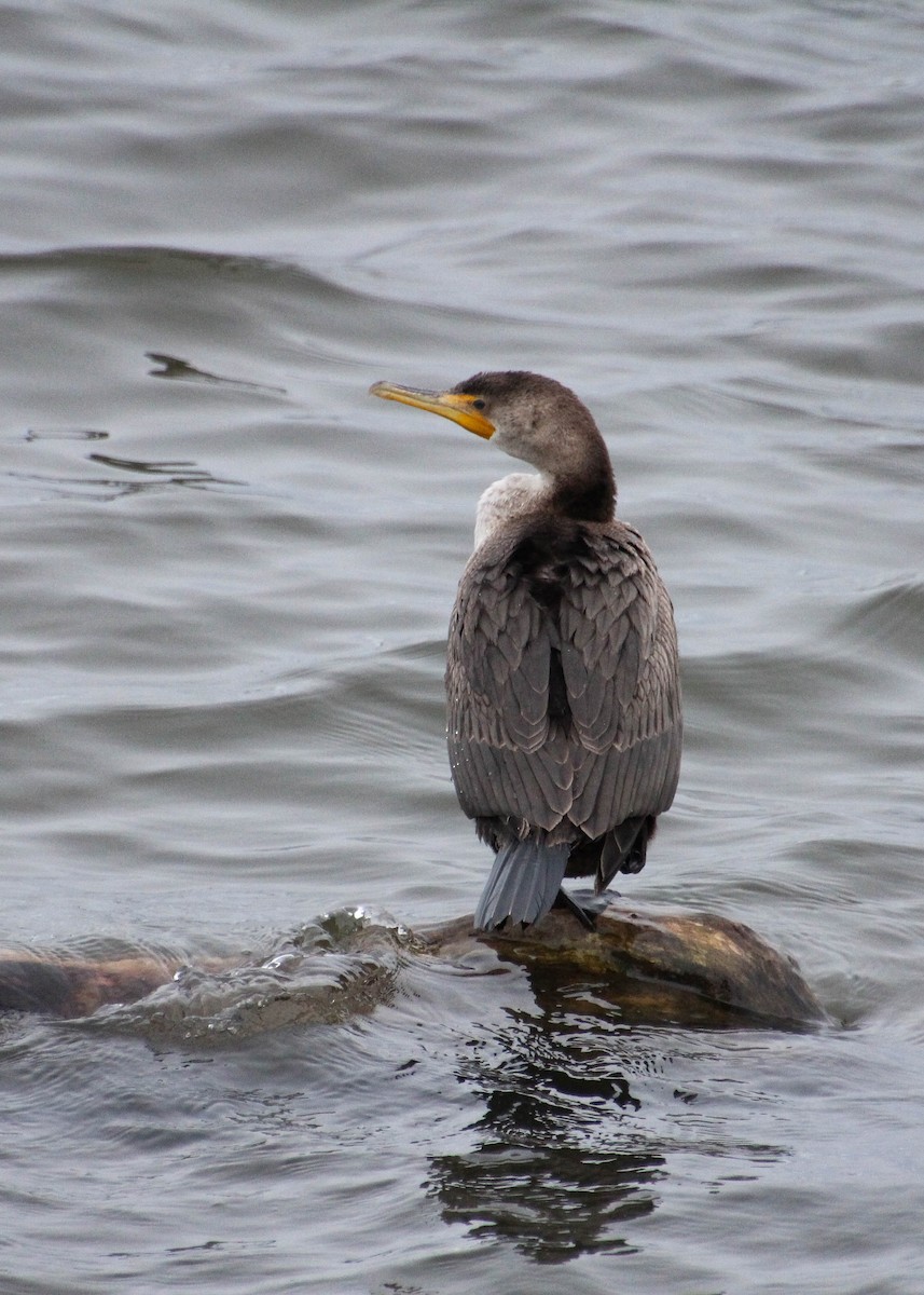 Double-crested Cormorant - ML644948887