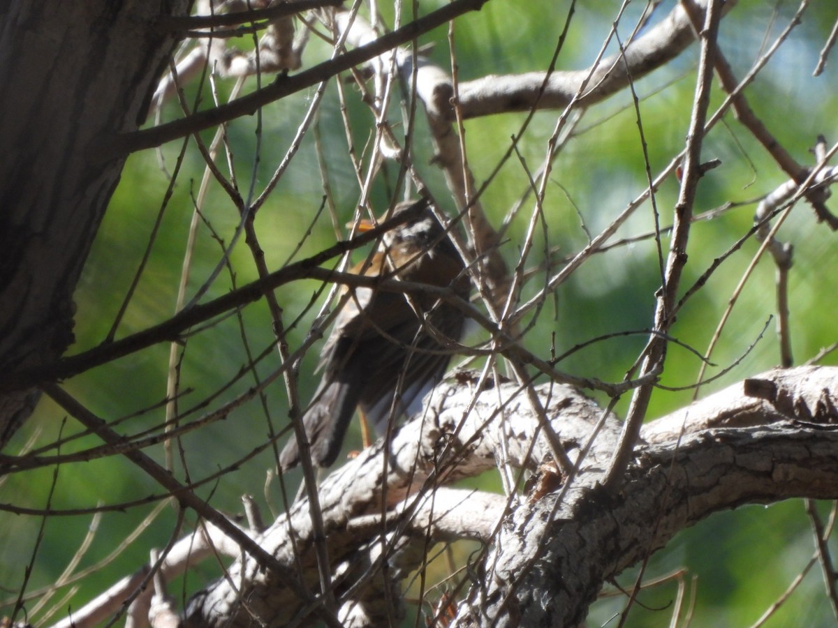 Rufous-backed Robin - ML644948893