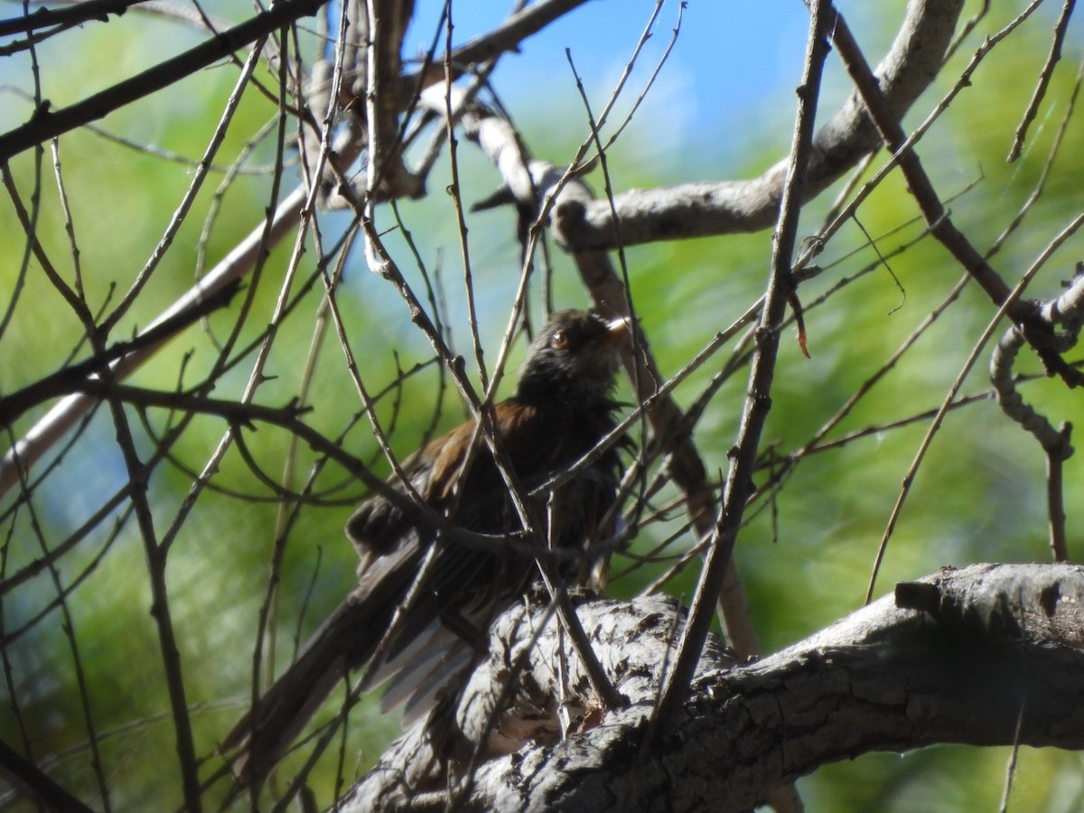Rufous-backed Robin - ML644948895