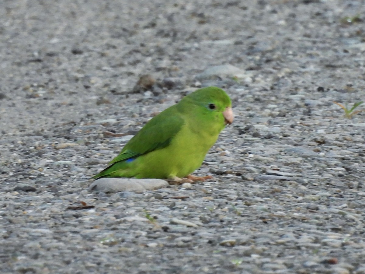 Spectacled Parrotlet - ML644948921