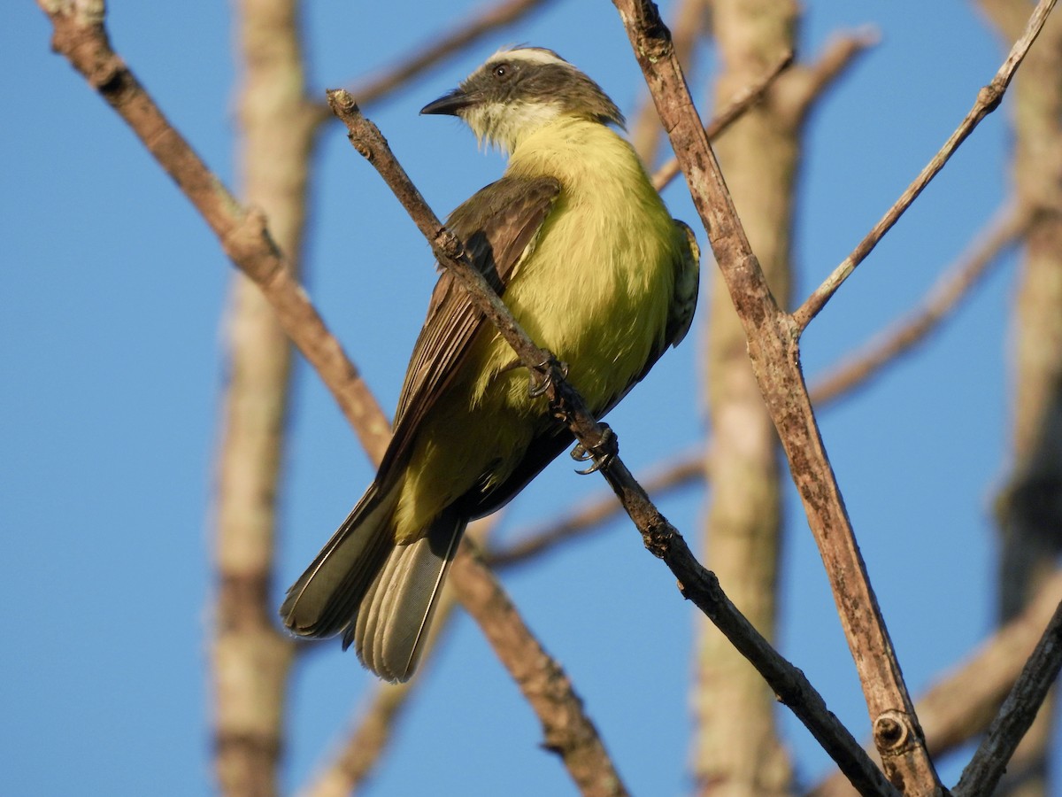 Rusty-margined Flycatcher - ML644948943