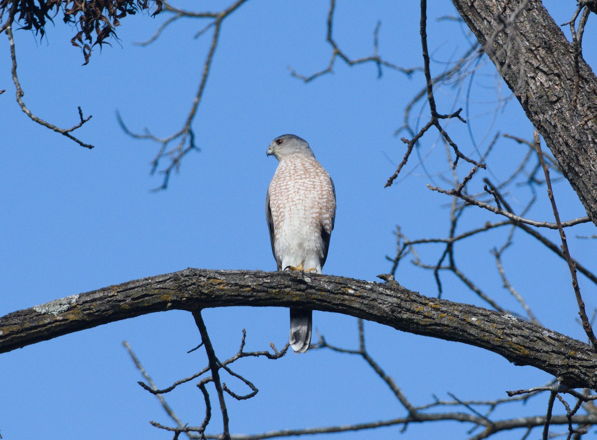 Cooper's Hawk - ML644948944