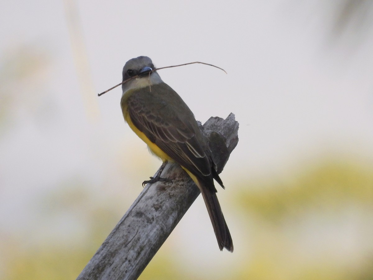 Tropical Kingbird - ML644948949