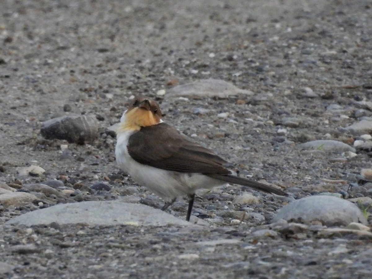 Masked Cardinal - ML644948959