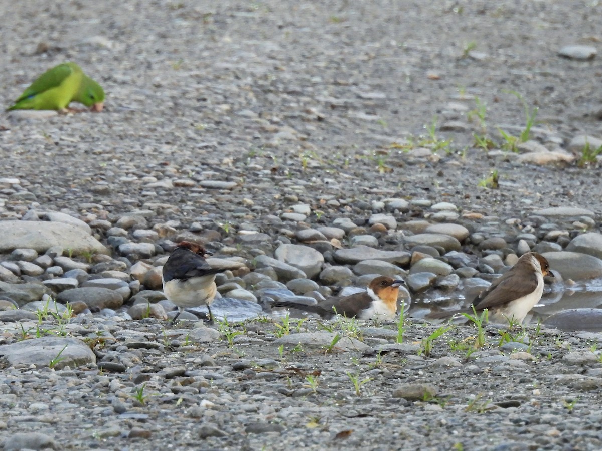 Masked Cardinal - ML644948960