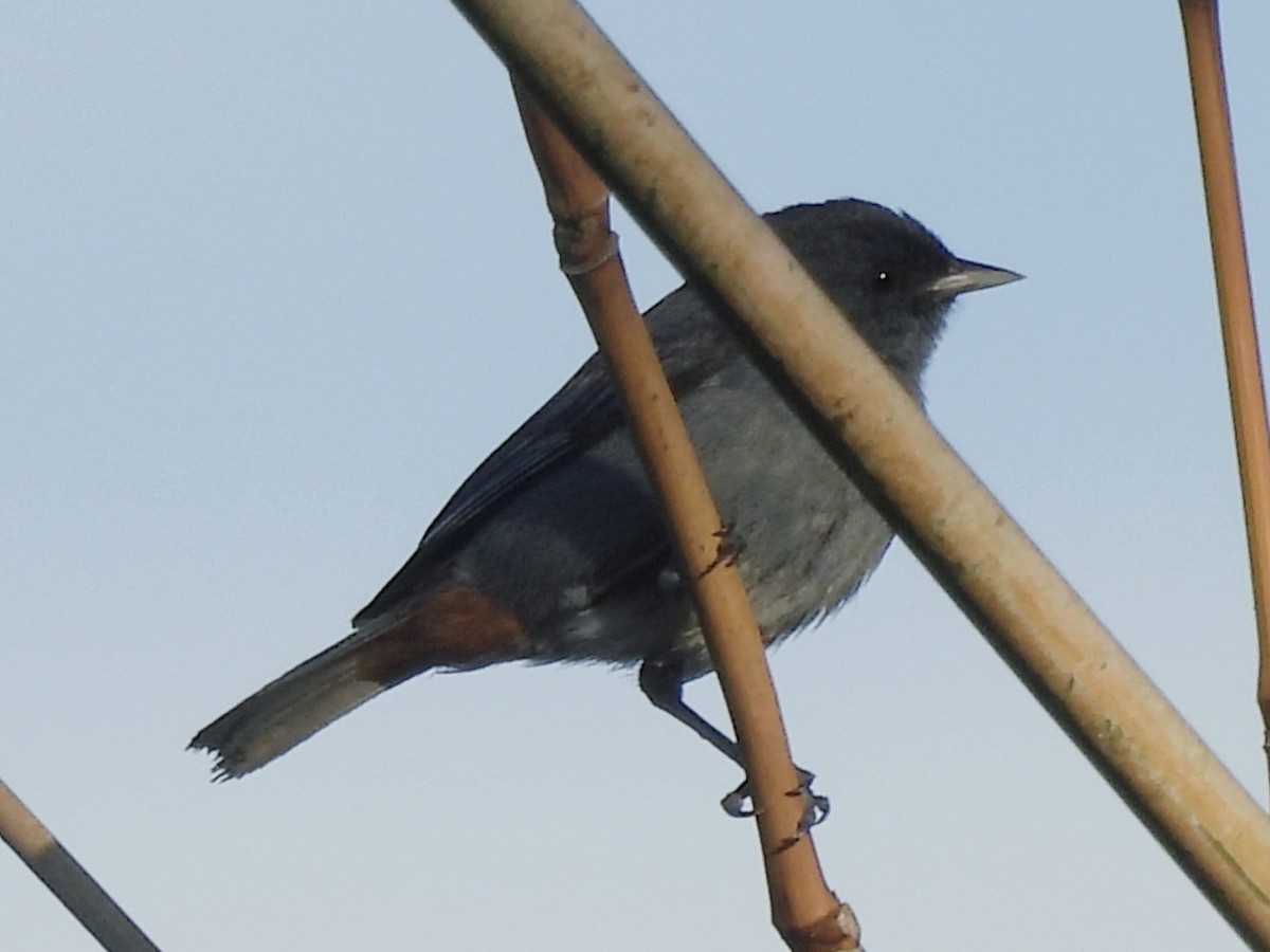 Chestnut-vented Conebill - ML644948985