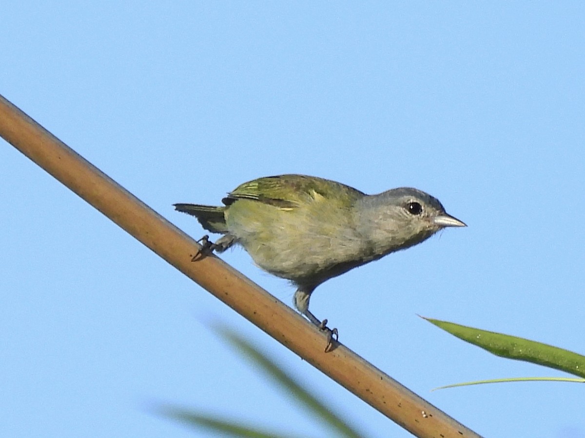 Chestnut-vented Conebill - ML644948986