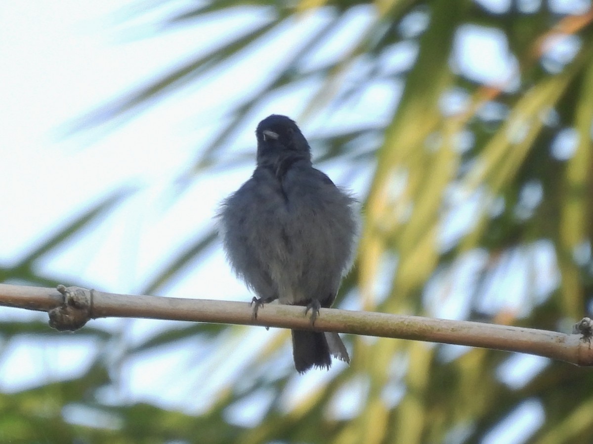Chestnut-vented Conebill - ML644948987