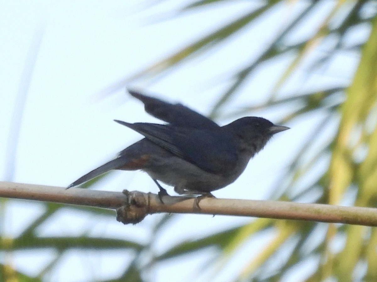Chestnut-vented Conebill - ML644948988