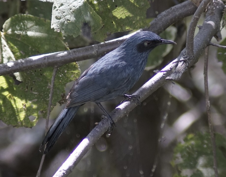 Blue Mockingbird - ML644948991