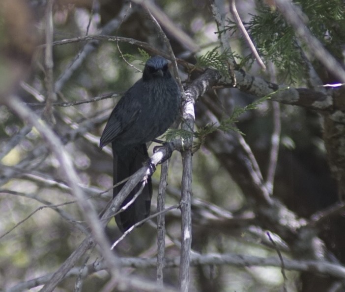 Blue Mockingbird - ML644948992