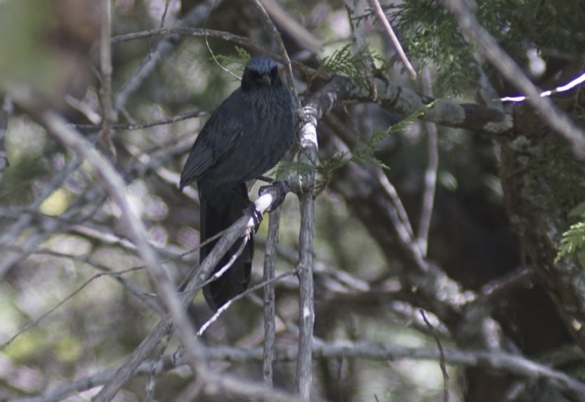 Blue Mockingbird - ML644948993