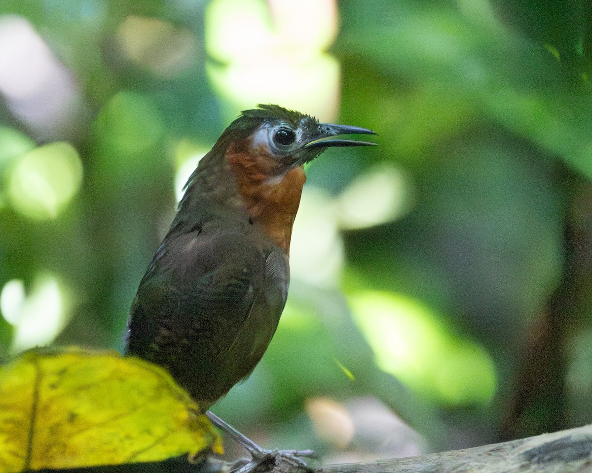 Song Wren - ML644949012