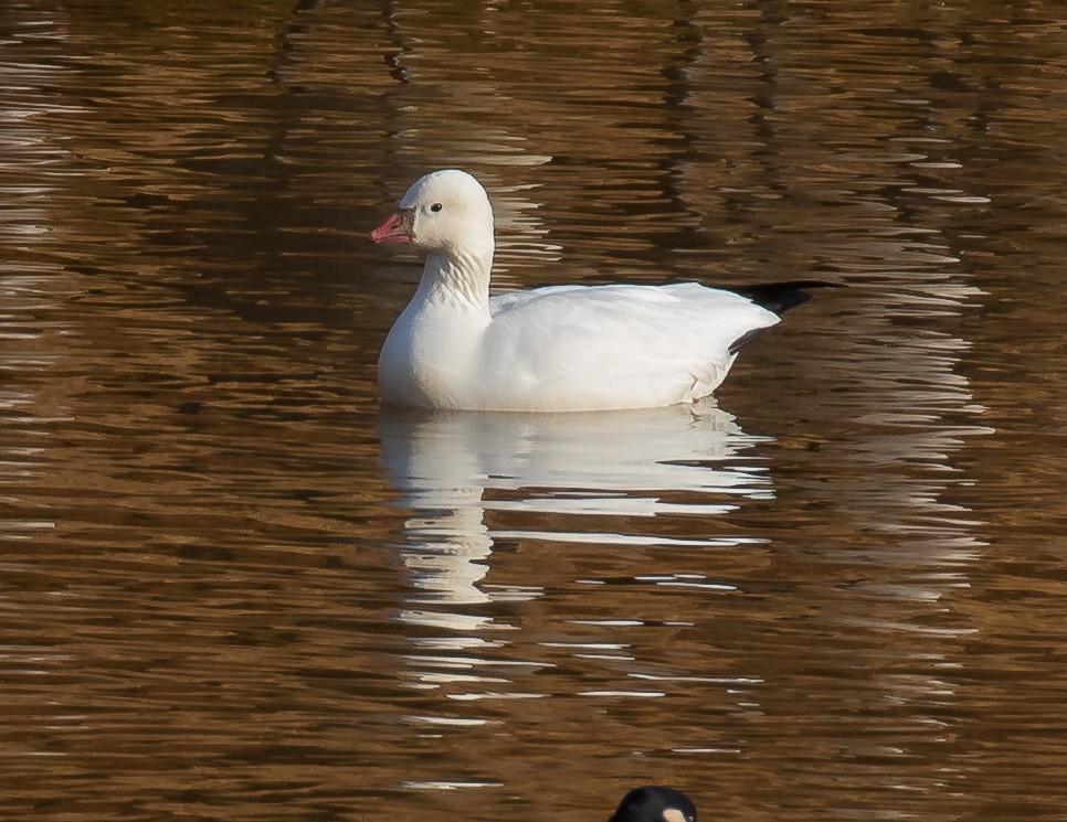 Ross's Goose - ML644949030