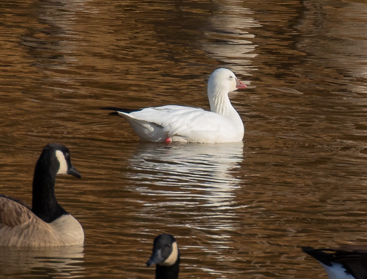 Ross's Goose - ML644949031