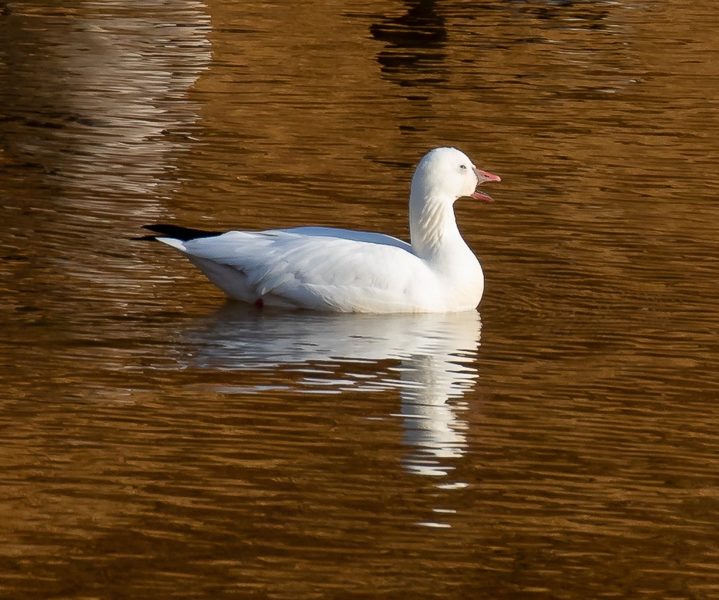 Ross's Goose - ML644949032