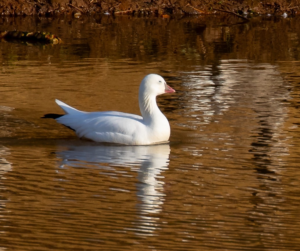 Ross's Goose - ML644949033