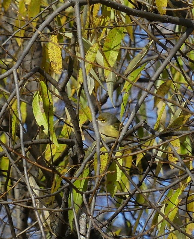 White-eyed Vireo - ML644949038