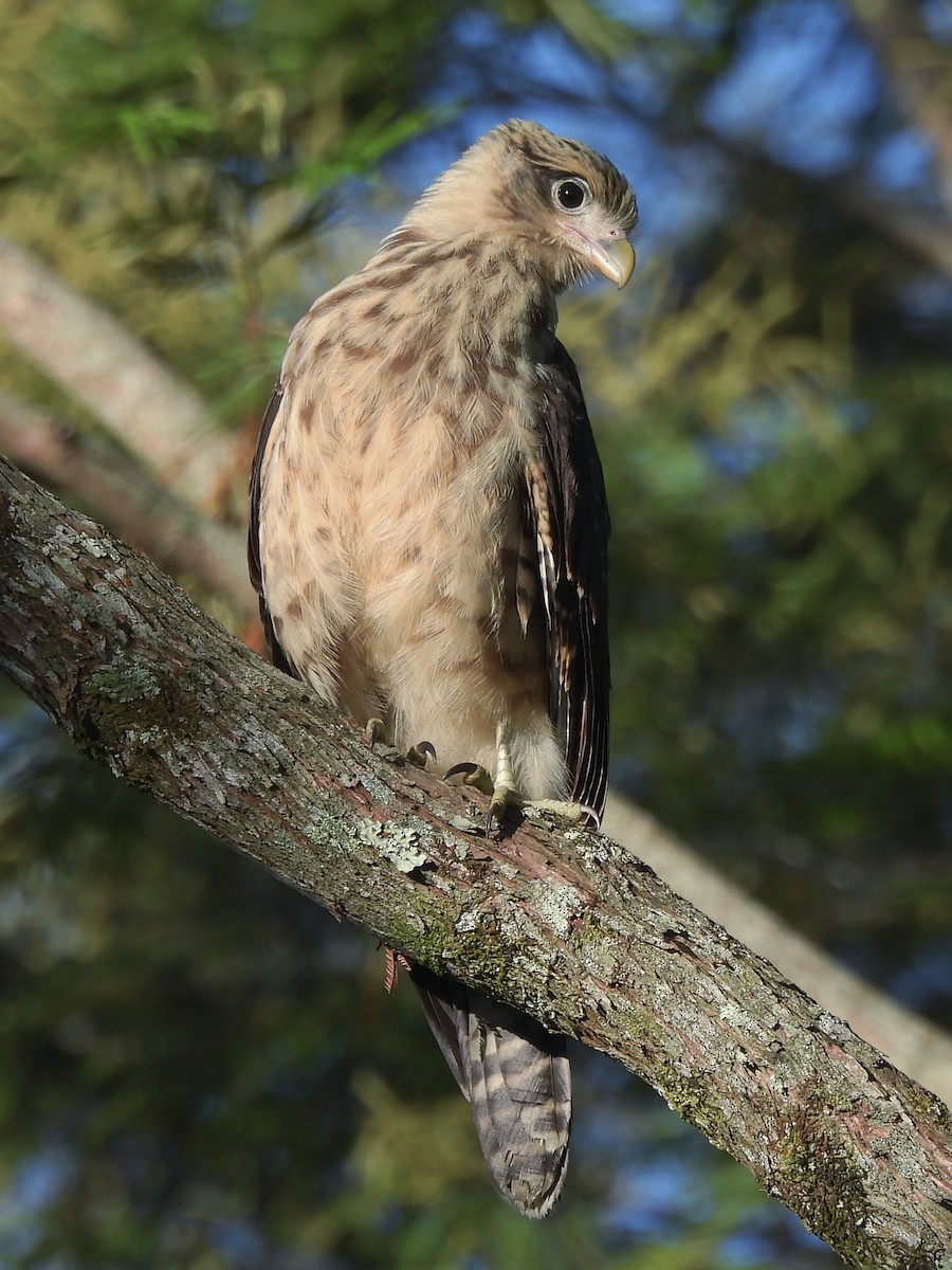 Yellow-headed Caracara - ML644949070