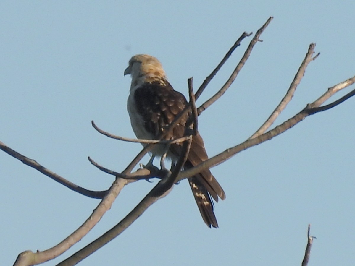 Yellow-headed Caracara - ML644949071