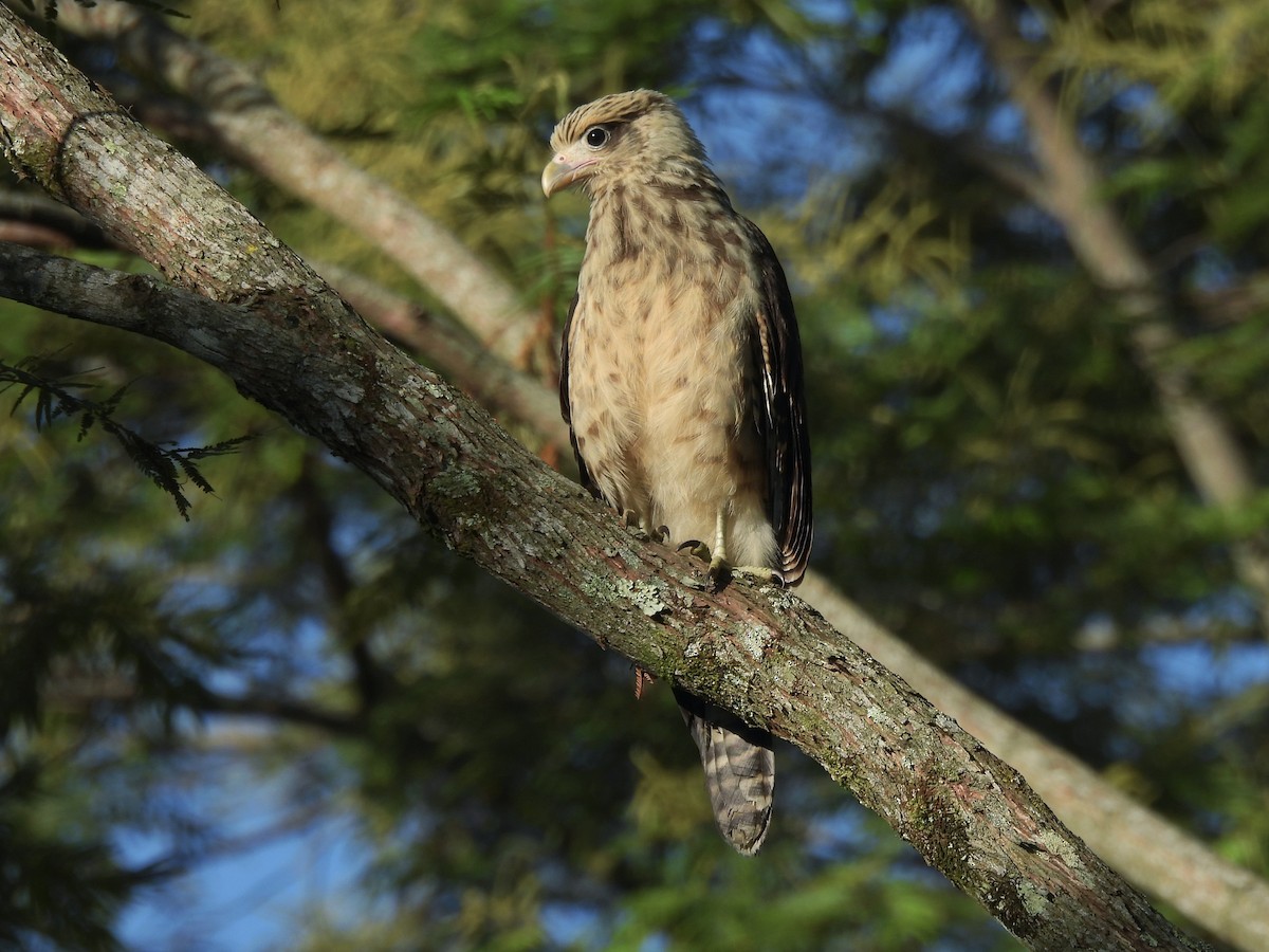 Yellow-headed Caracara - ML644949072