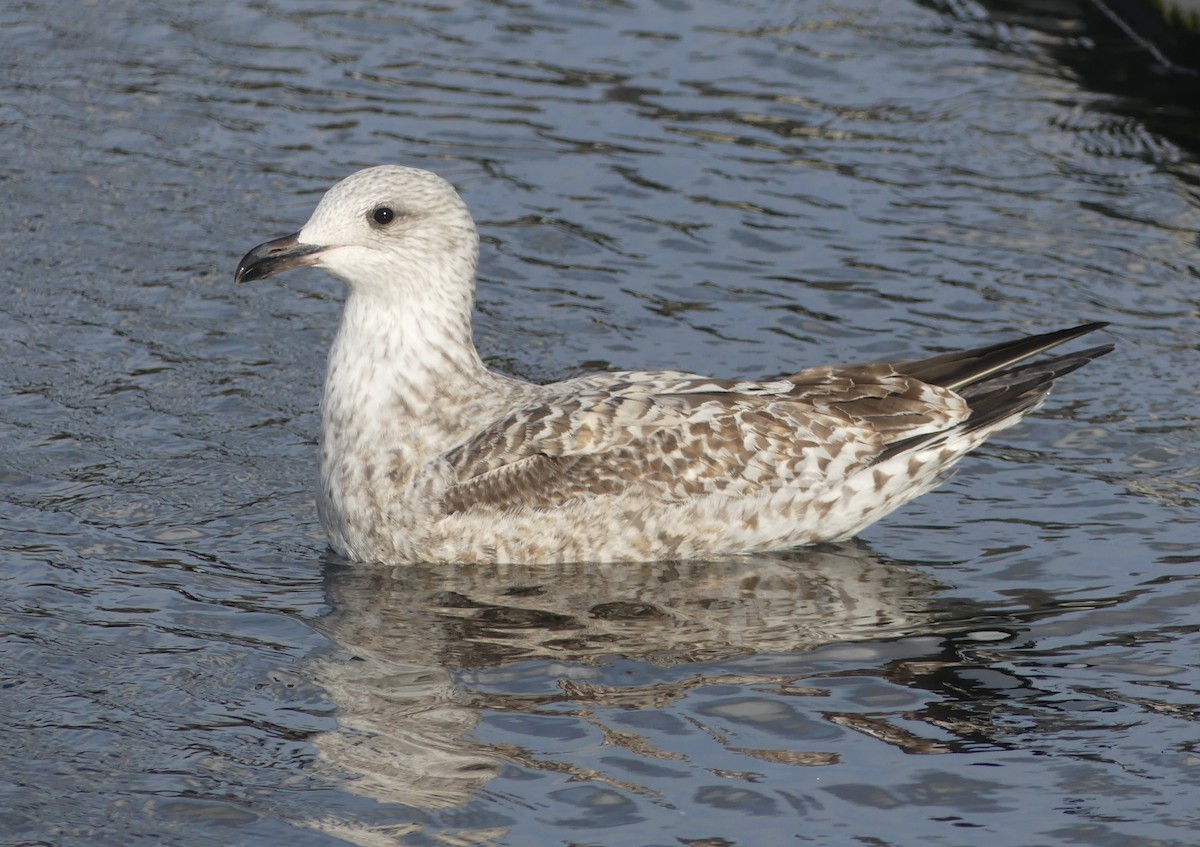 Lesser Black-backed Gull - ML644949090