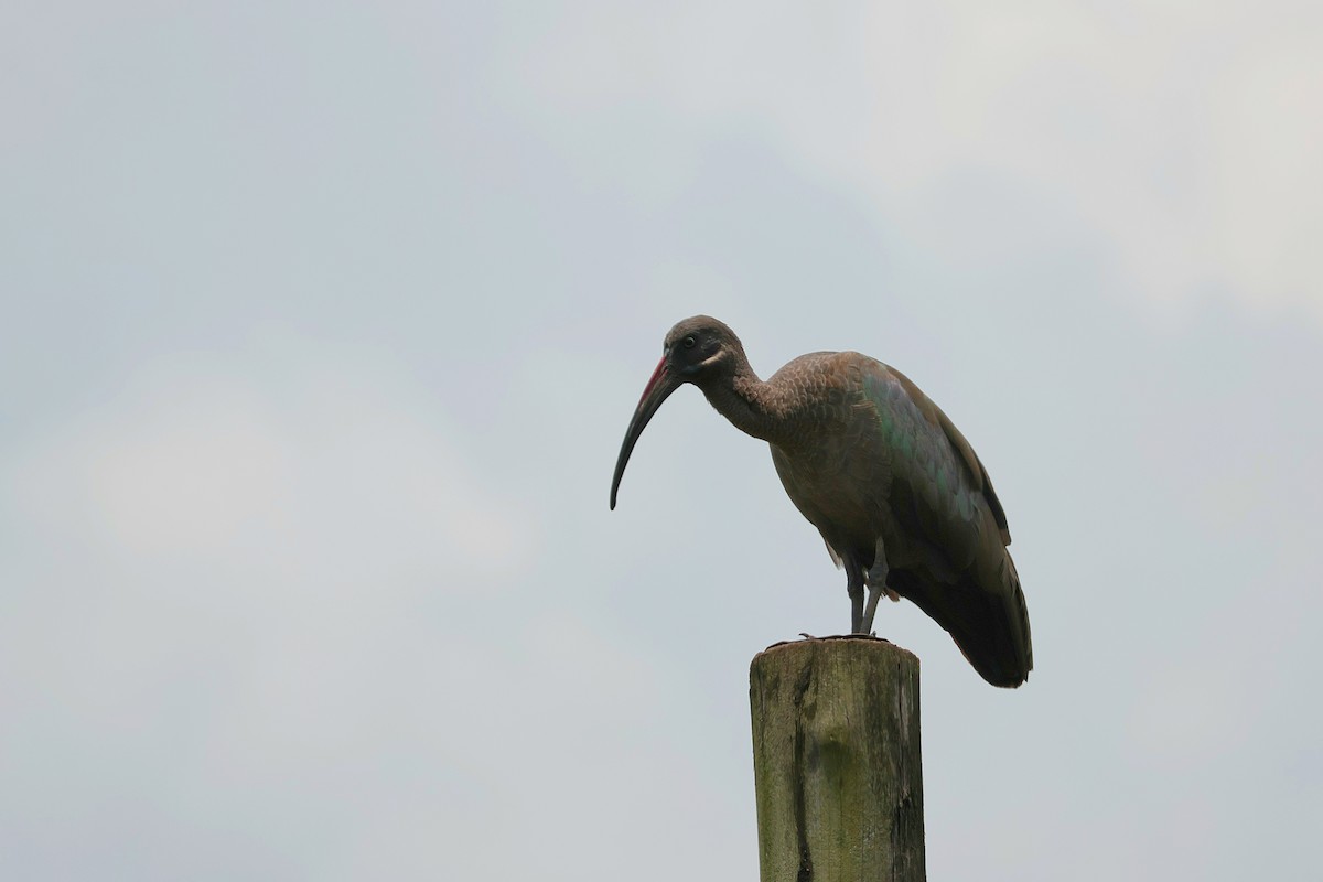 Hadada Ibis - ML644949099